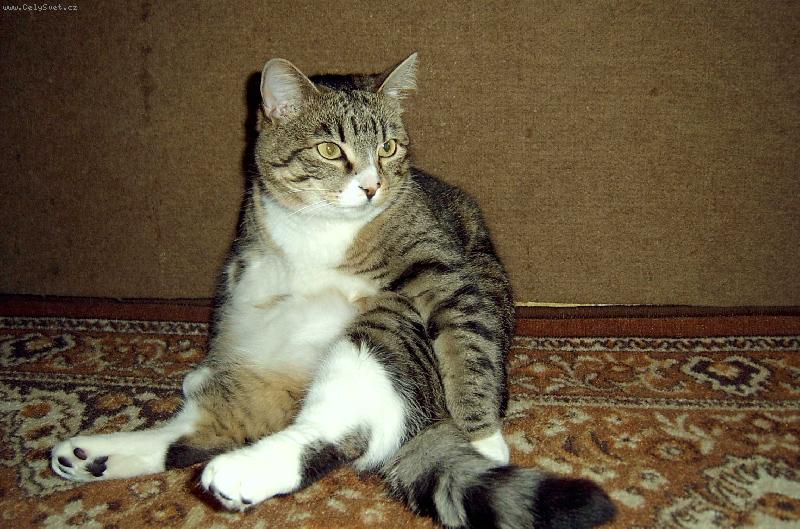 Foto: pohoda,klidek-ve stavu největšího pohodlí