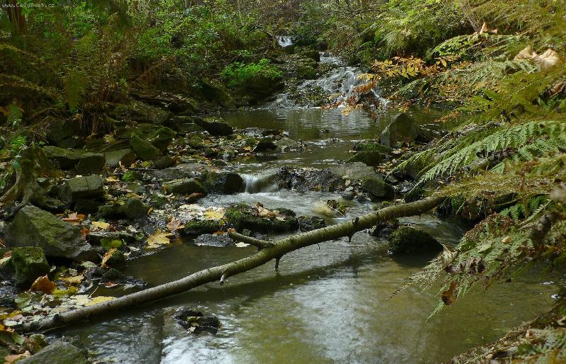 Foto: Podzim tršku jinak