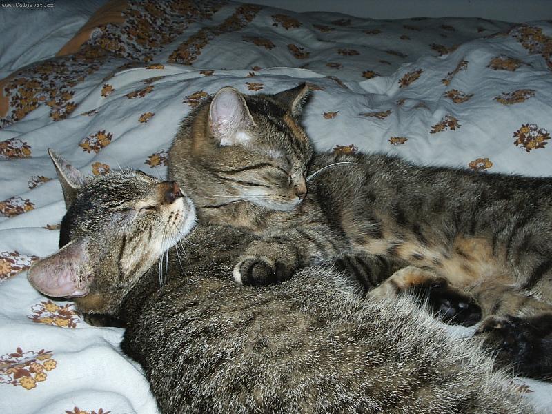 Foto: Naše mazlinky-Kočky co si padnou do oka se rádi mazlejí