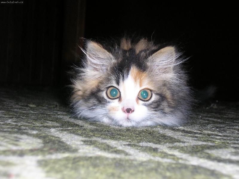 Foto: mala okaňa-pritulna kočička