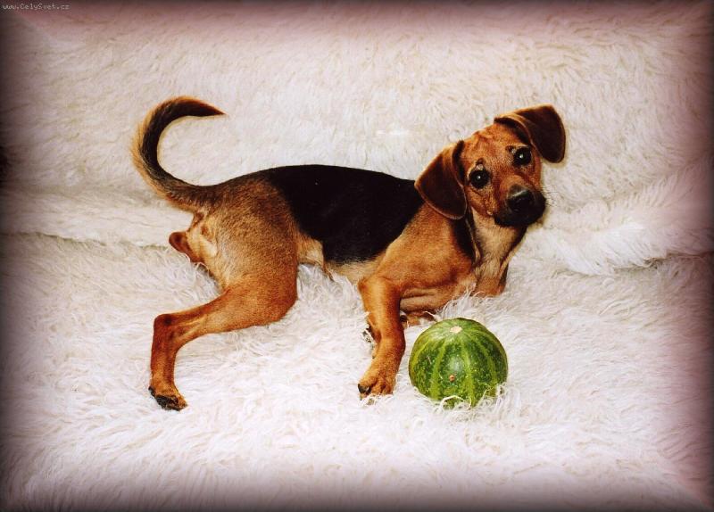 Foto: Modelka-voříšek s tykví