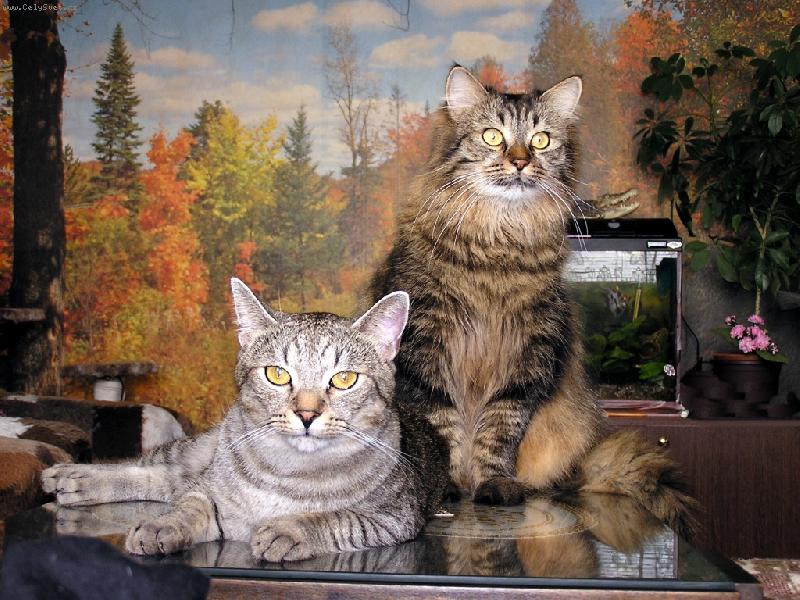 Foto: podrimní pohoda-Timíček a Mikáček