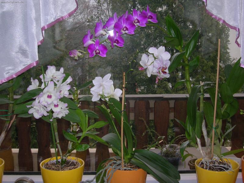 Foto: orchidej-neni to nadhera?