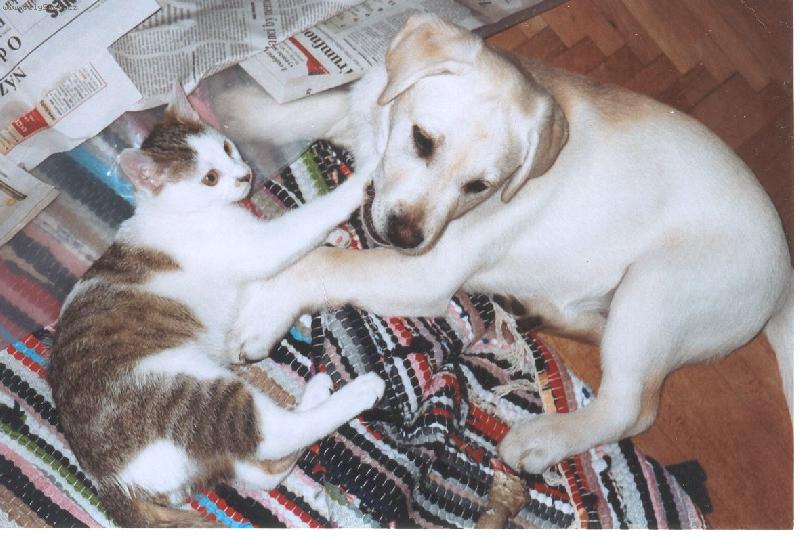 Foto: Adélka a Ferda-a pak že se psi a kočky nesnáší