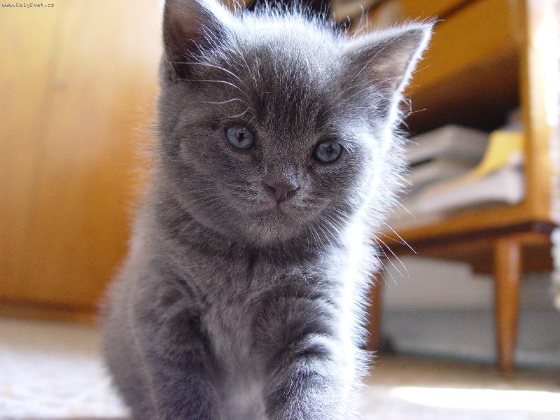 Foto: koátko-kuk!