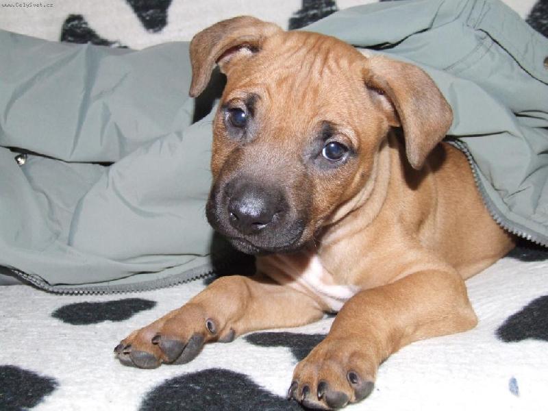 Foto: Denny 1-Denny zvědavě pokukuje..