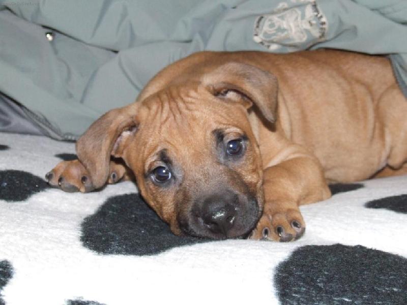 Foto: Denny 2-Naše 7týdení štěňátko Bandoga Dennyho..