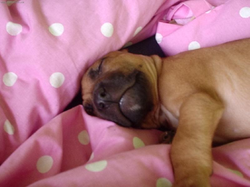 Foto: Denny 3-spinká jako v růžovém nebi.. :)