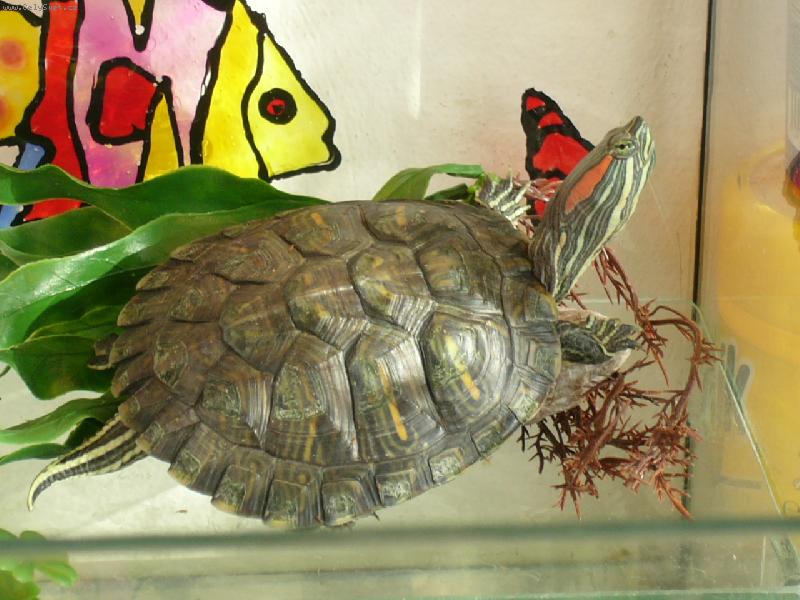 Foto: želva domácí mazlíček