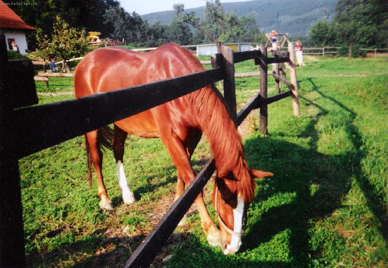 Foto: Malá Morávka-Krásná příroda pro krásného koně........