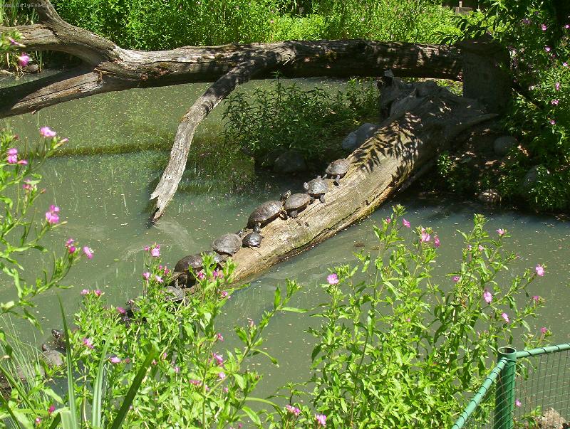 Foto: Želvy