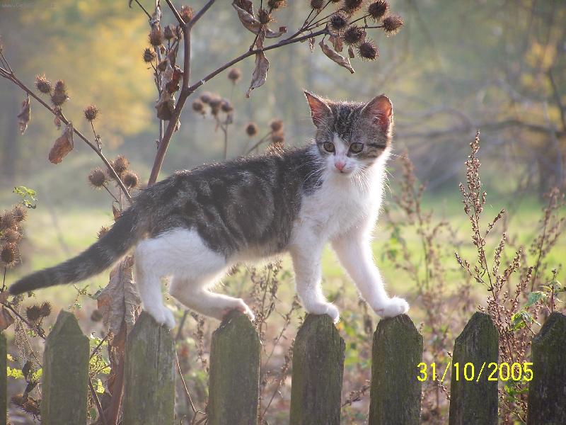 Foto: Máme tu podzim-Jsem plotochodec