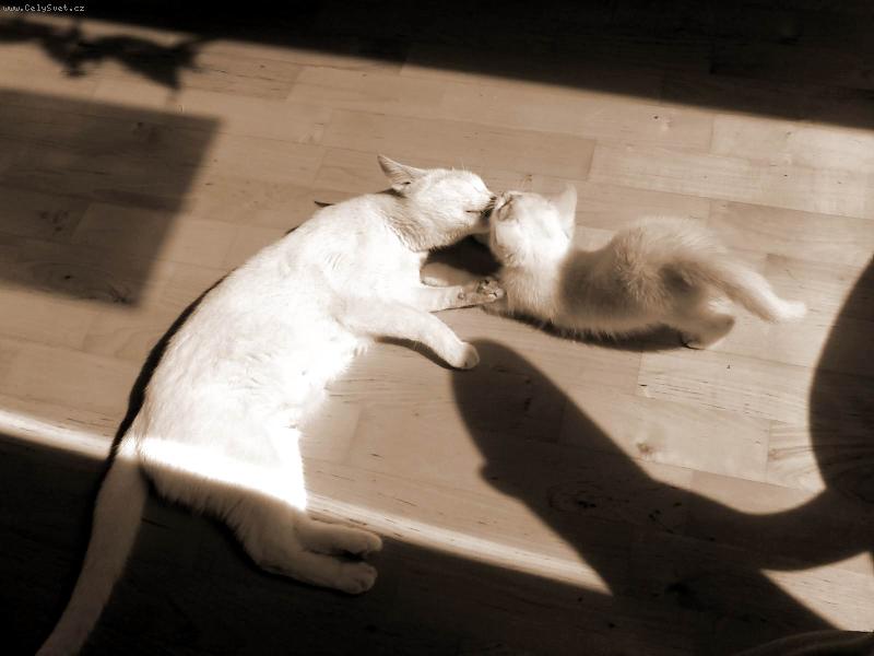 Foto: Očista - dočista-"No tak mami, ještě pod tím krkem!"