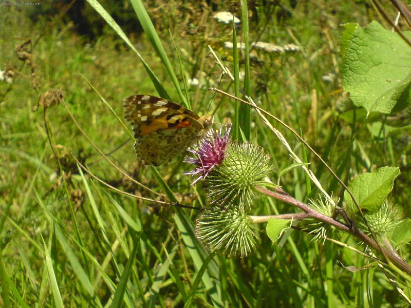 Foto: Motýlek-Focené telefonem:-D