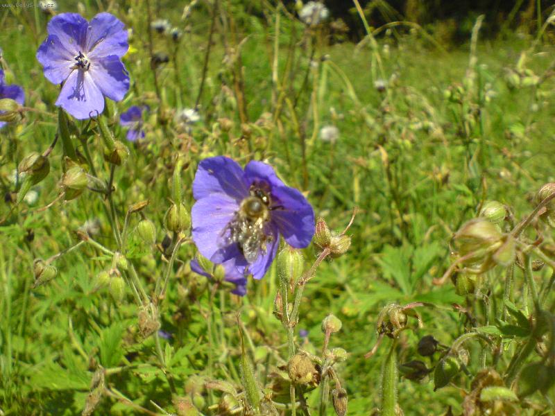 Foto: čmelda-čmelda