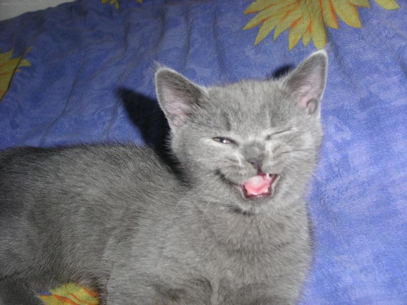 Foto: Myšové třeste se!Cha cha chááááááá