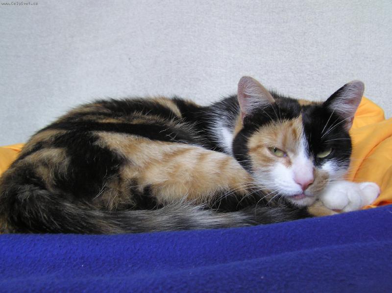 Foto: Zizulka-Není nad relax v postýlce....