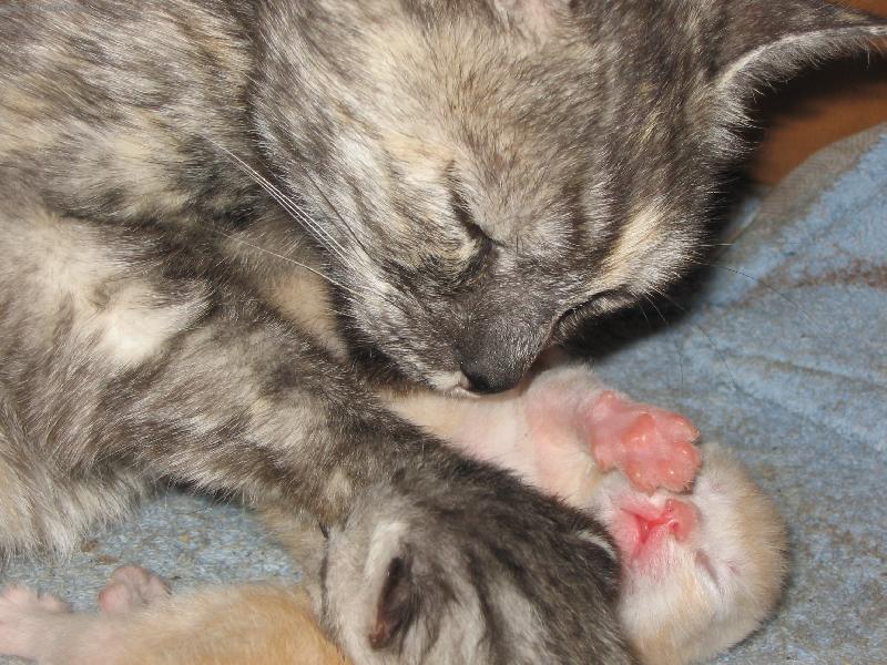 Foto: Kami a její kotátko-Tak, a ted si tě pěkně olížu