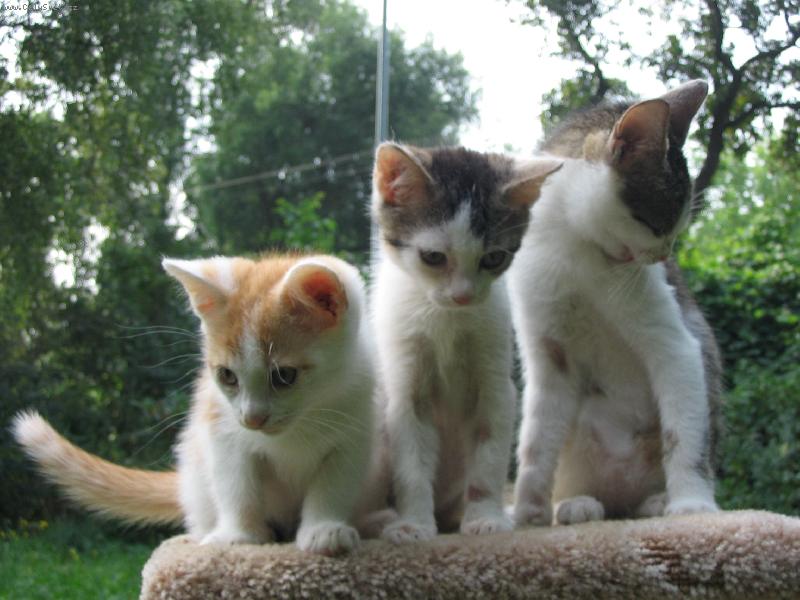 Foto: Tři kočičky-Tři sudičky