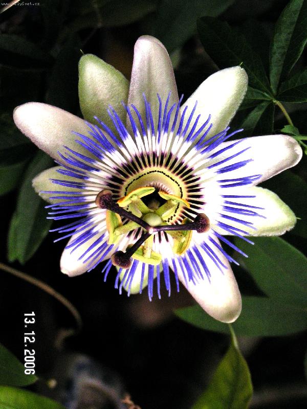 Foto: mučenka k vánocům