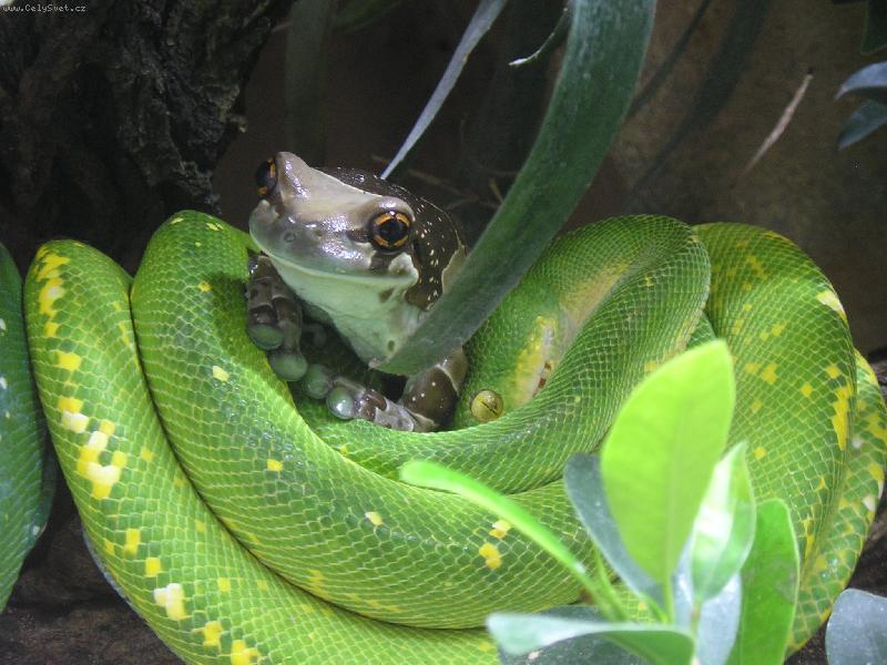 Foto: Kamarádi-abička v objetí hada