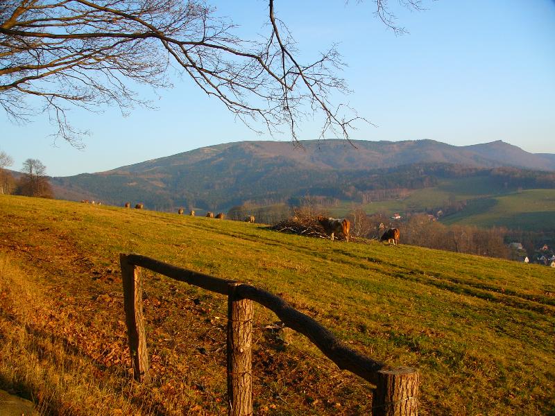 Foto: Večerní pastva v podhůří Smrku