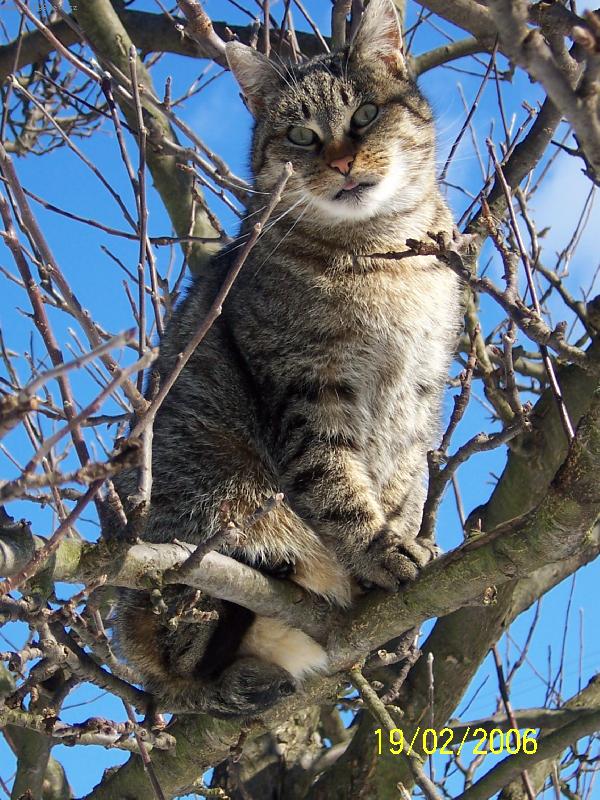 Foto: Čičinka-Podle ze stromu