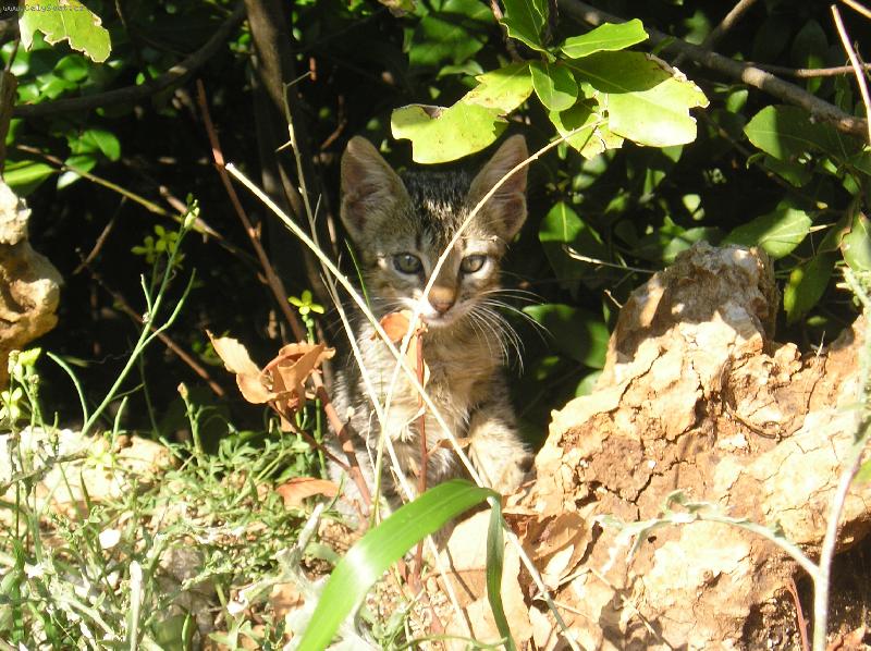 Foto: Toulavá kočička