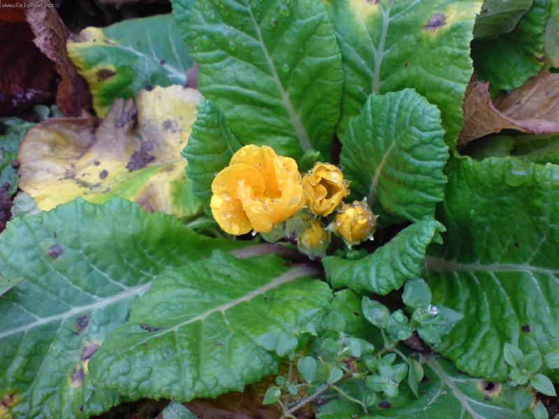 Foto: Ani mráz ji neublíží-Mobilní foto