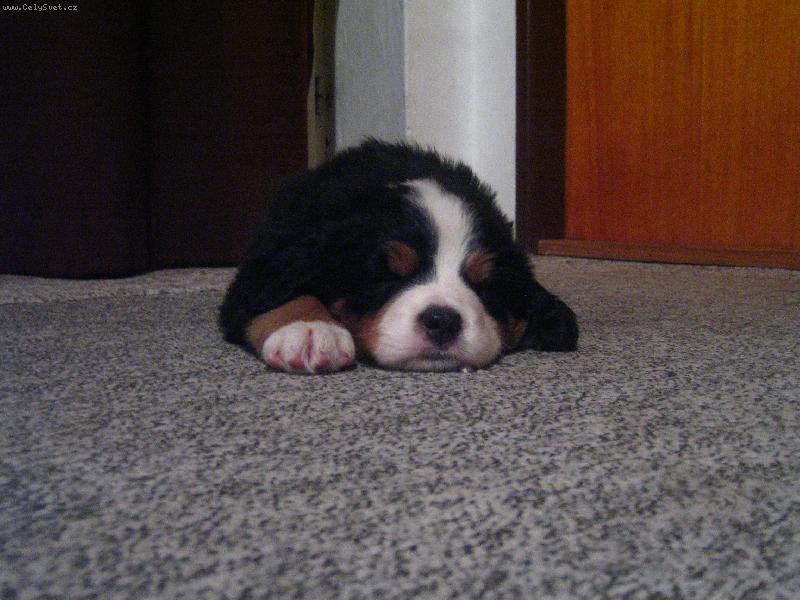 Foto: medvídek-tak je mi nejlíp-mezi medvídky:)