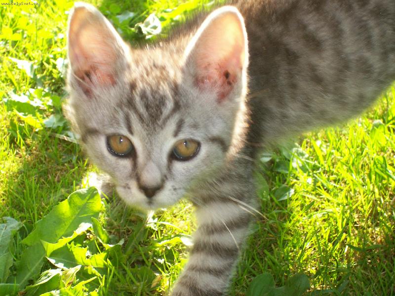 Foto: Míňa..-asi jde ulovit myšku..