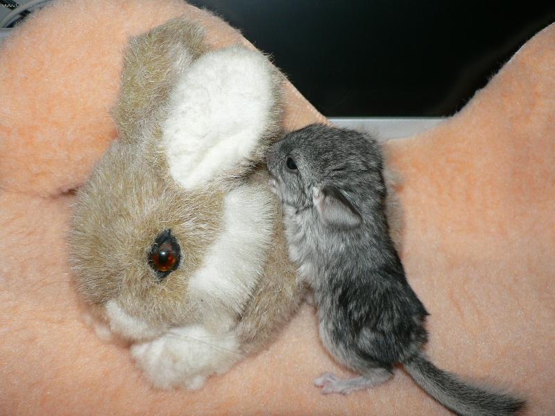 Foto: Šampión-Ahoj lidičky,narodil jsem se v neděli 7.1.2007