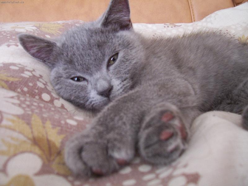 Foto: Max-nerušit,přemýšlím:o)