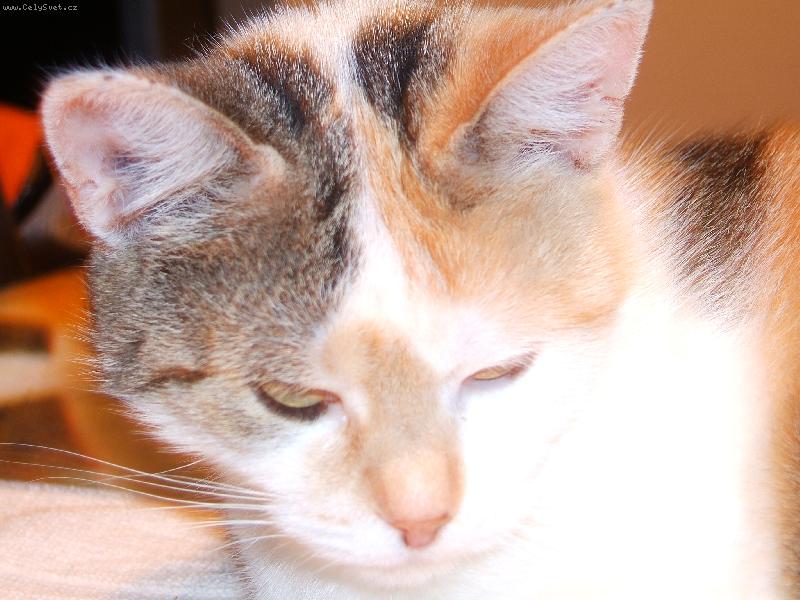 Foto: Roztoumiloučká naše Linda