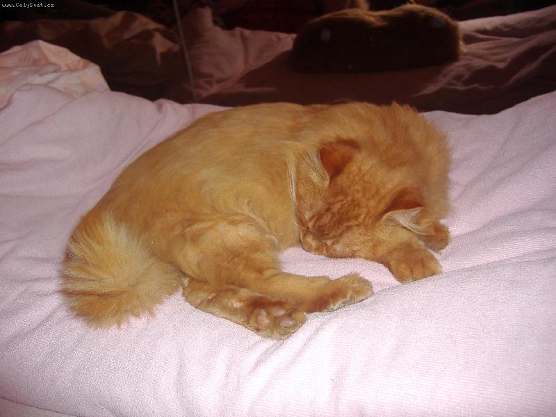 Foto: Náš miláček-Na této fotce je náš miláček,šestikilový kocourek Zrzeček