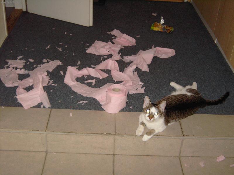 Foto: Tak tenhle toaletní papír ne!-Jasný názor na toaletní papír ...  :o)) asi nebyl tak heboučký.