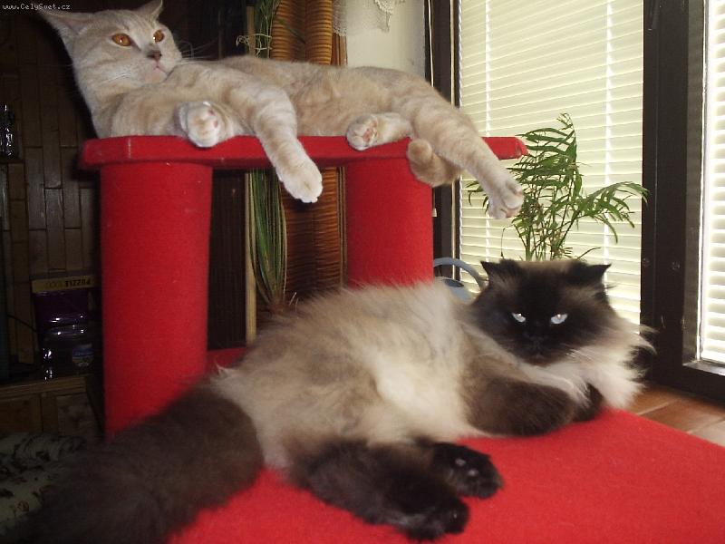 Foto: odpočinek-Pišta a Nyky