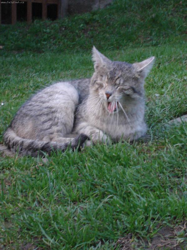 Foto: Mňááu-Meine Piškot