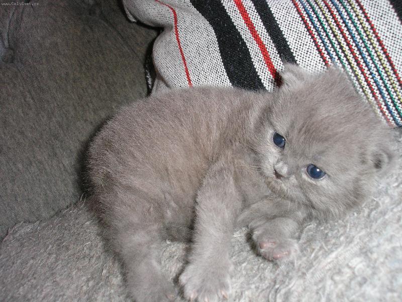 Foto: Náš 4 týdny starý mazlík