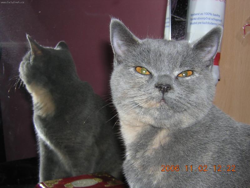 Foto: Cassie-Cassie, je ještě kotě :)
