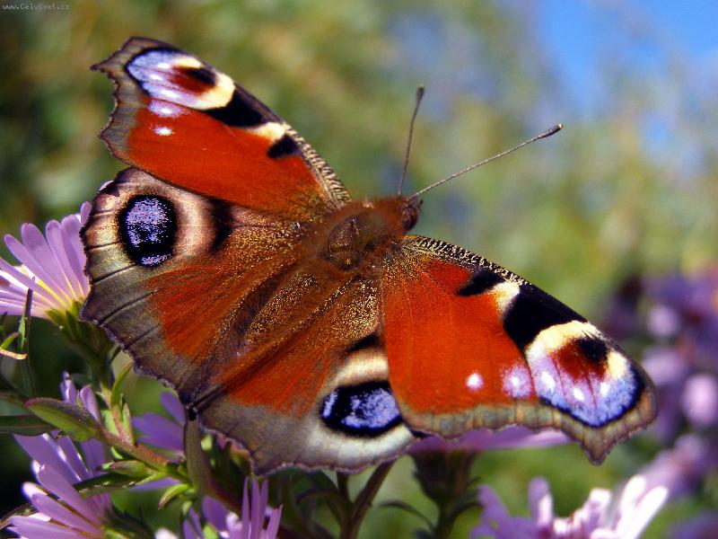 Foto: Motýl-Motýl