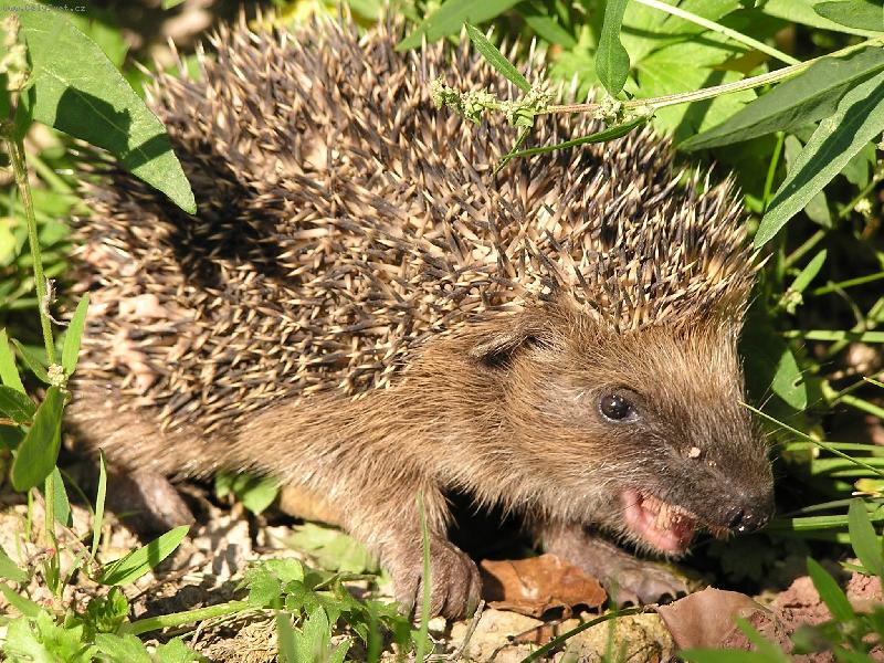 Foto: ježek-to je bašta ....