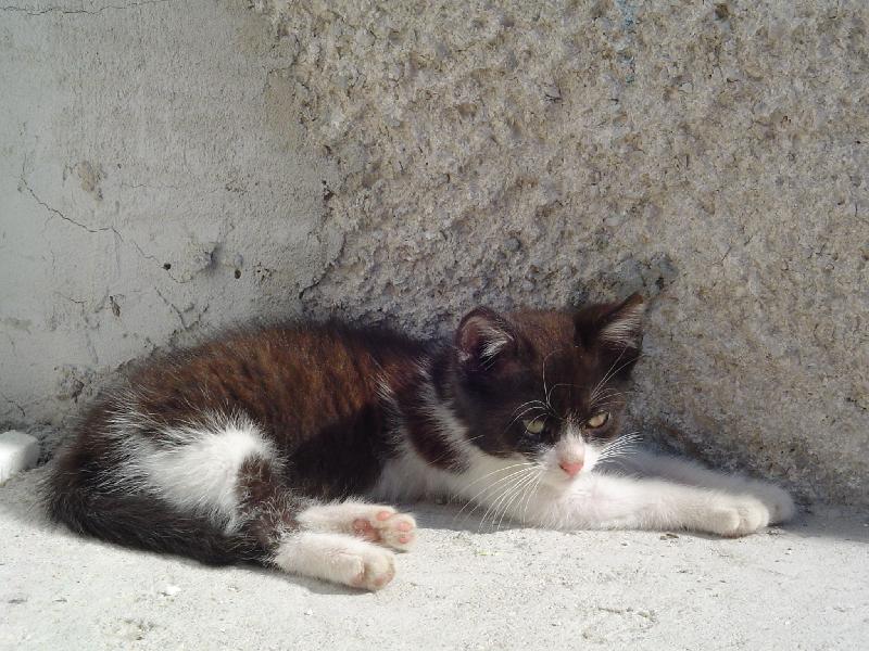 Foto: A ešte jedno kotě