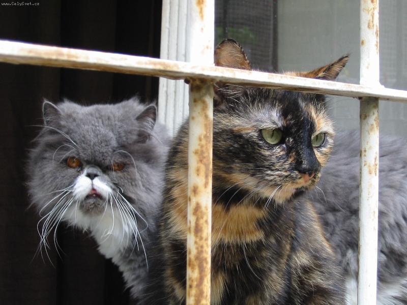 Foto: Božena a kocourek-nej kamarádi..a krásný