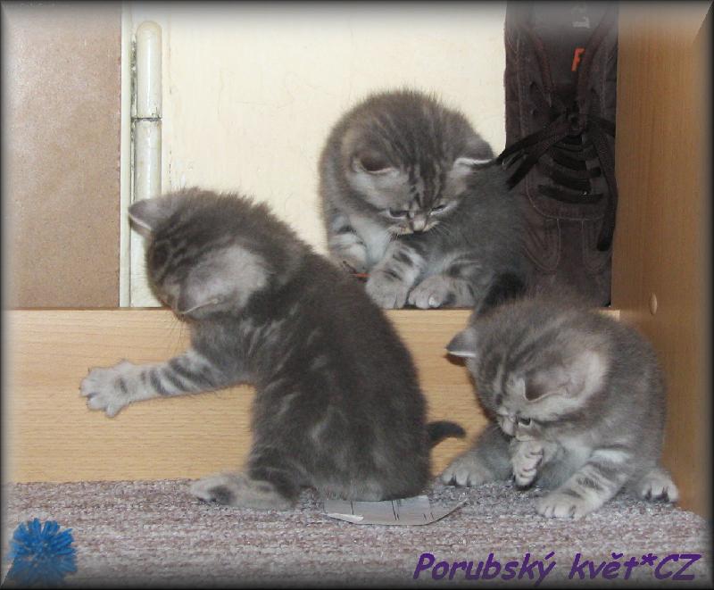 Foto: Koátka-kluci:o))