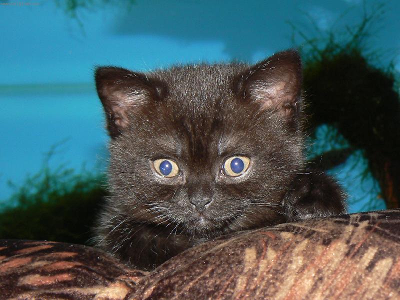 Foto: britská čokoláda-Eileenky kukuč