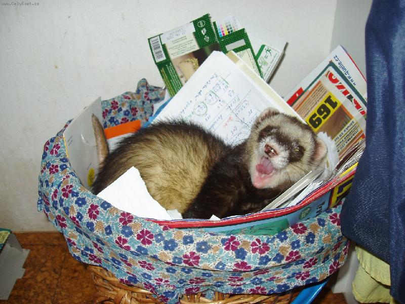 Foto: Tohle je můj ko!!!-Freák Davídek v koi na odpadky.