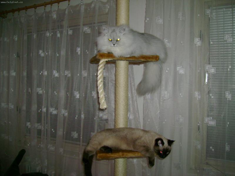 Foto: čičinky naše