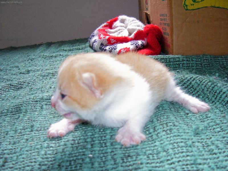 Foto: ...mámí...-....malej, ale uřvanej....