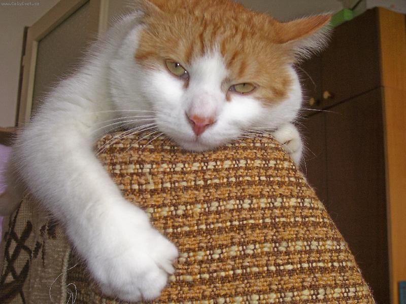 Foto: tohle křeslo je moje